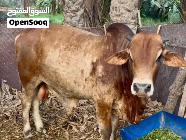 ثيران سمان فل