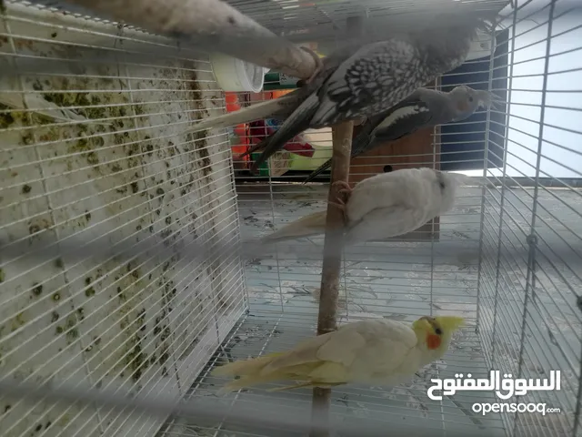 متوفر مجموعة من طيور الكوكتيل