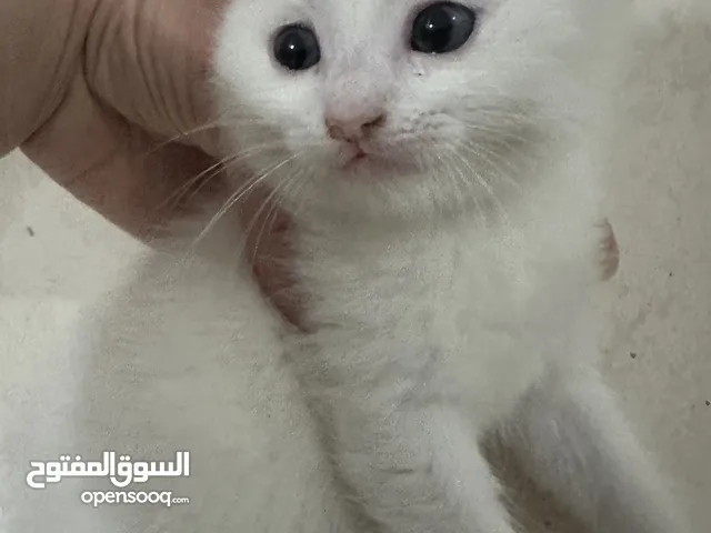 للبيع Kitten cat Scottish for sale قطط سكوتش
