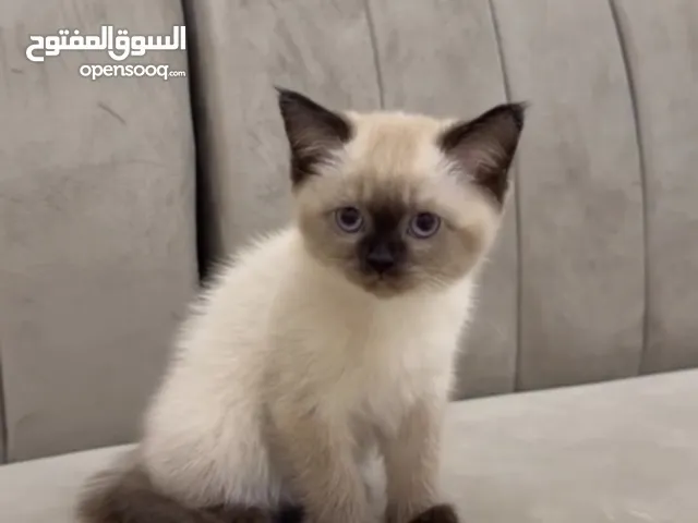قطه هملايا