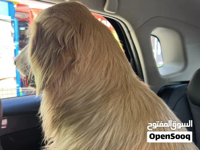 جولدن ريتريفر بيور للبيع