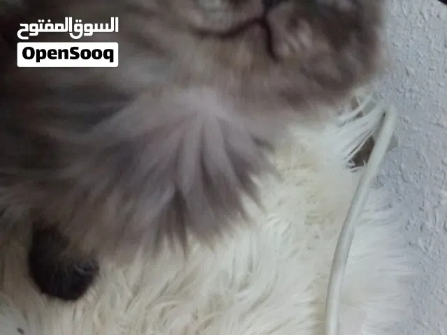 قطط هملايا صغيره عمرهم خمسين يوم لونها تايقر رمادي