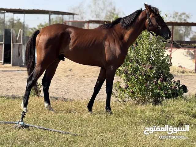 حصان عربي اصيل للبيع