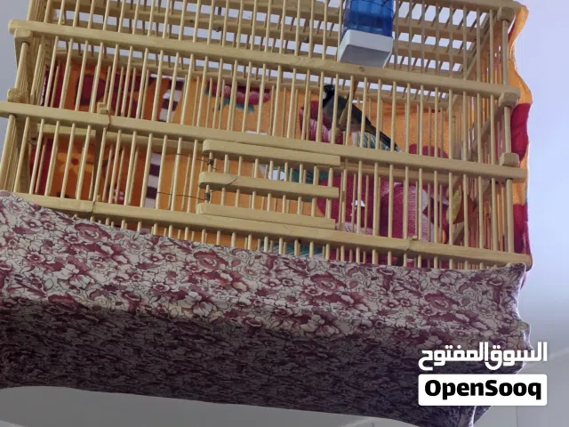 بلبل للبيع البصره
