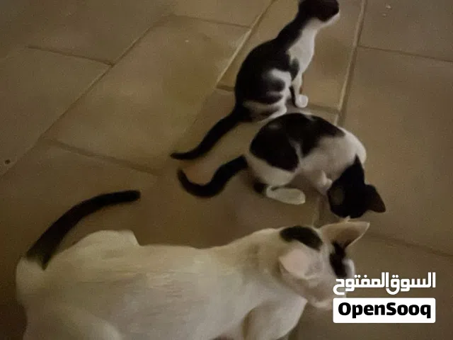 قطط تكسيدو للتبني العاجلللللل جدا
