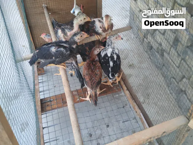 دجاج مال بيت صاحيات