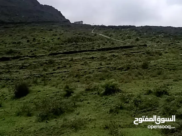 يوجد300قصبه أرض مطله علا تبه حرر