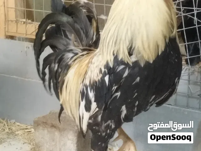ديج دندراوي ماشاءالله