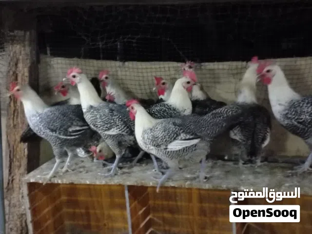 صيصان عماني مهجن ودجاج فيومي مصري