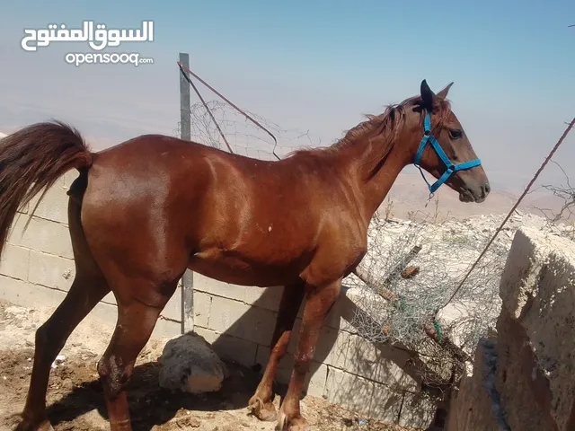 مهرة للبيع  العمر سنه وشهرين  السلط شارع الستين  السعر 900  مهرة عاقله