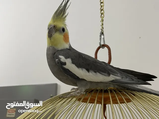 كوكتيل اليف جداً طيران حر