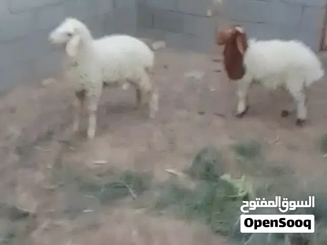طليان للبيع فحل وانثى معلوفات كلشي ياكلن