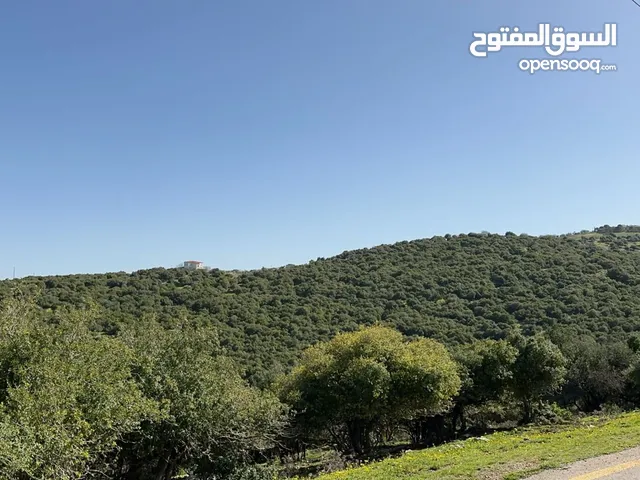 Farm Land for Sale in Ajloun A'anjara