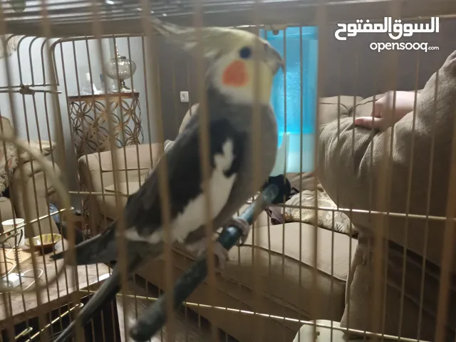 ببغاء كوكتيل مدرب