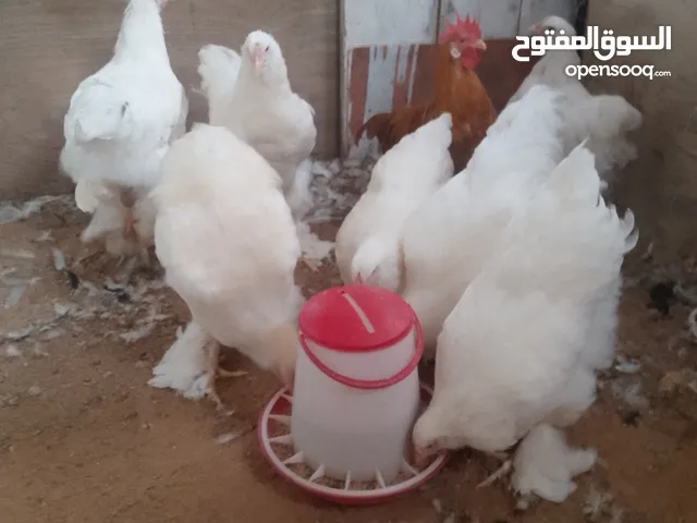 براهما ابيض