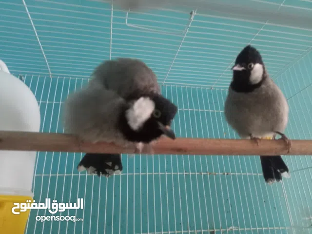 بلابل كيوت ويغردن 180 الف