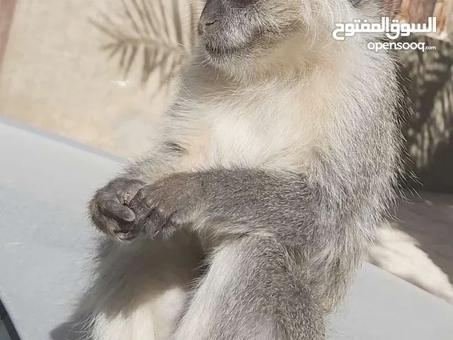 قرد مروض للبيع