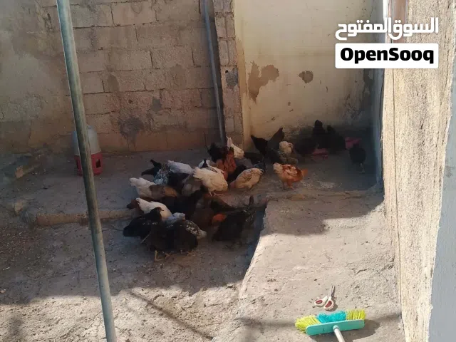 فرخات صيصان بادي