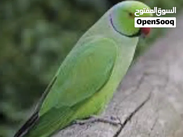 مطلوب طير دره لون اخضر ب 30