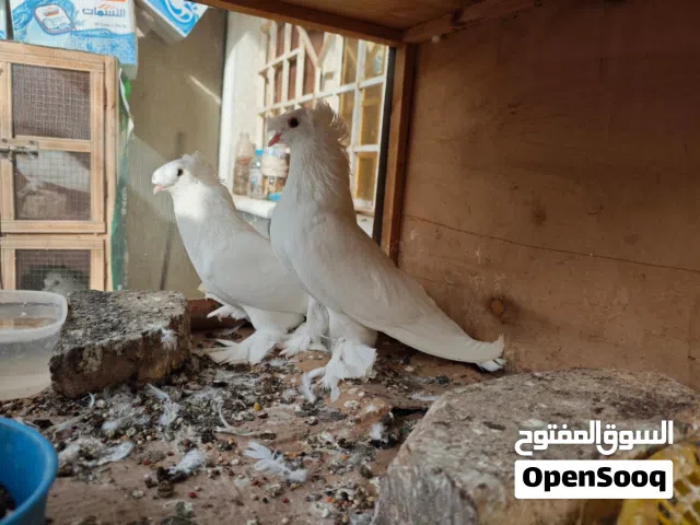 للبيع حمام زينة مالات بيت صحة وخير من الله