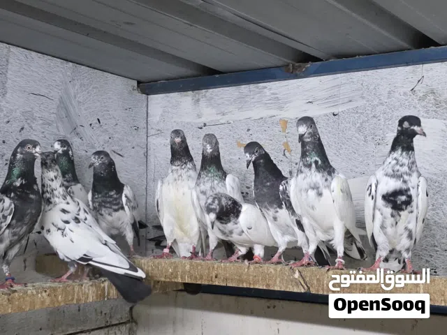 للبيع حمام باكستانيات ذكور إناث كراسات