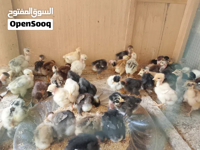 فراخ دجاج ابو ركيبه اقرا الوصف وراسلني