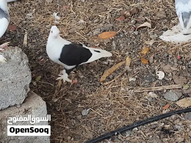 حمام زينه للبيع