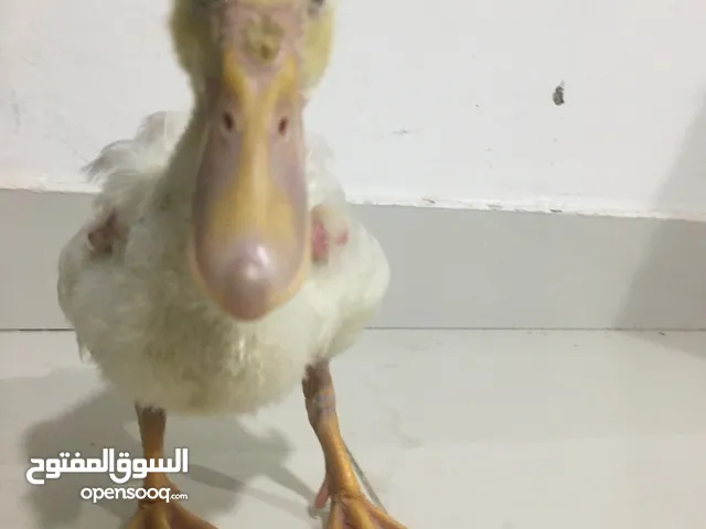 بط للتبنى بط اصفر ابيض