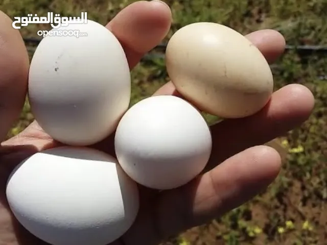 بيض بلدي مشكل باكستاني لوهمان ابو رقيبه + رزي