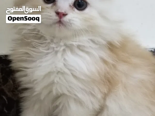 قطط شيرازي للبيع