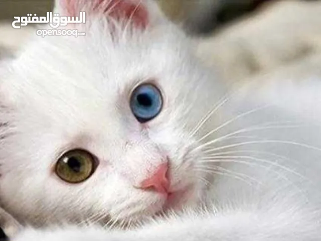قطه للبيع عمرها شهرين