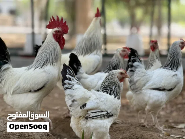 الدجاج الفرنسي الأبيض المطوق
