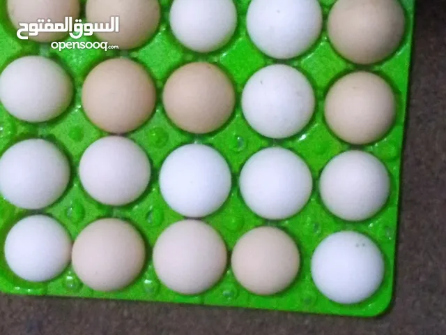 بيض  دجاج اصلي وطازه
