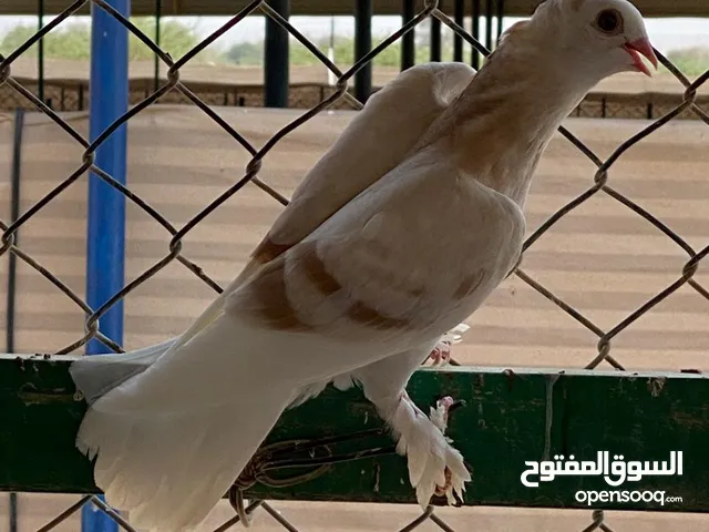 حمام حب الرمان