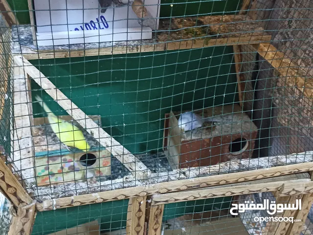 طيور الحبب
