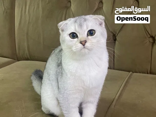 قطه لطيفة سكوتش فولد