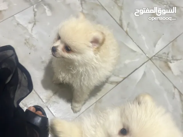 كلاب للبيع نوع بومرينيان