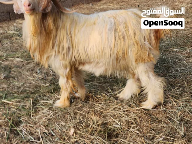 تيس من حلال الرحبي تبارك الله فول سمنه