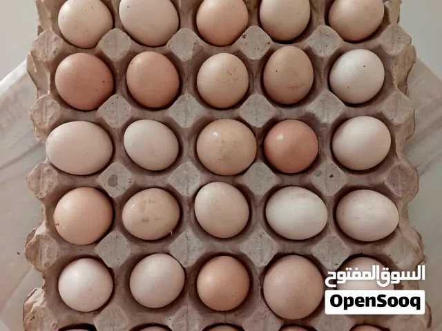 بيض بحريني  Bahraini Eggs