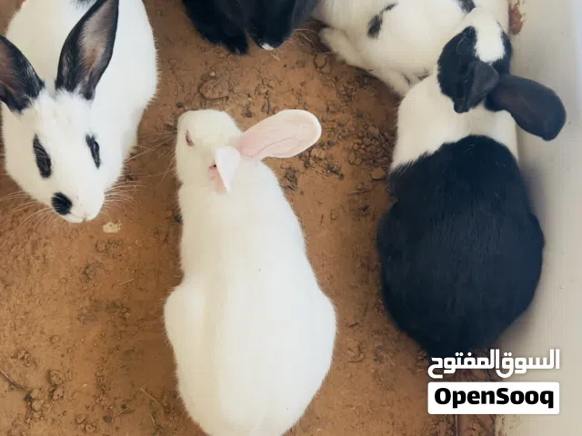 أرانب لي البيع