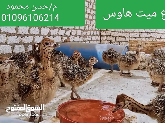 كتاكيت نعام