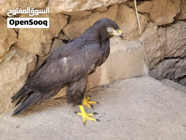 زوج صقور للبيع راسلوني على الرقم اللي تحت رقمي في الحساب موقف