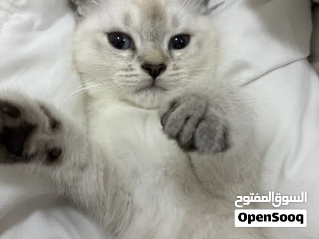 هملايه شهرين ونص مطعم  شعره قصير ذكر  في الإمارات please message me on WhatsApp or call me