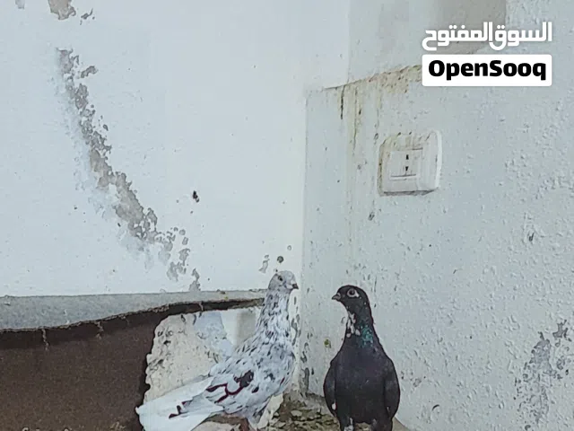 حمام للبيع