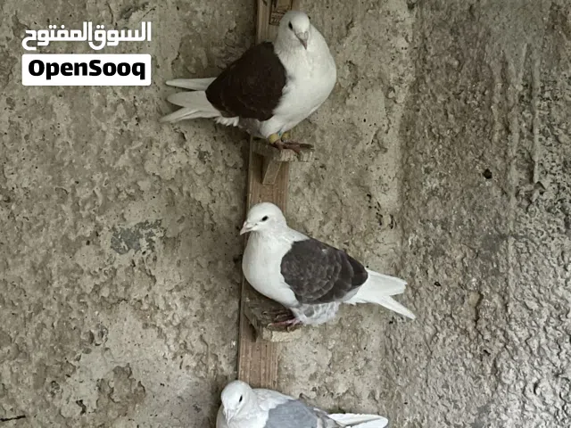 4 جواز زاجل صحه ونظافه