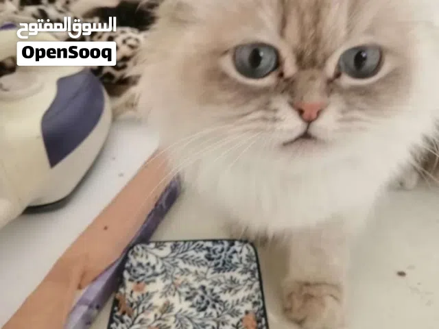 قطط شيرازي كبيره وصغيره للبيع بسعر 25