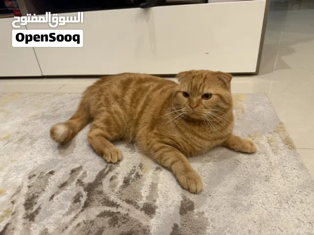 للتبني قط برتقالي سكوتش فولد معقم عمر قريب السنتين