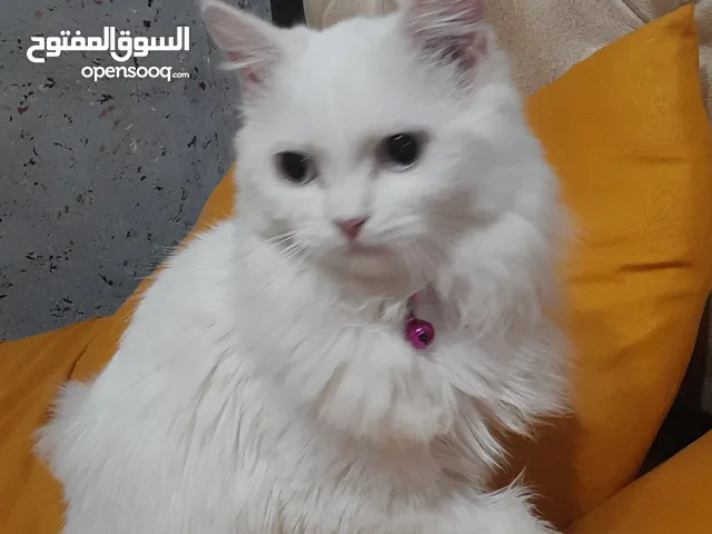 مهتم بريفي شيرازي و بيضاء نوع انقورة