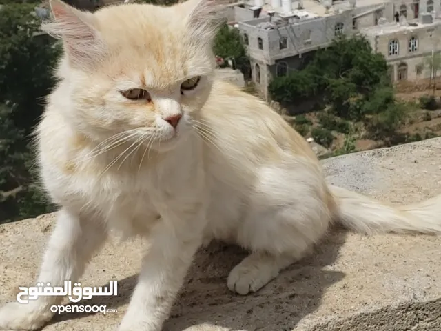 قط اليف لون فاخر عسلي عيون بني النوع هملايا