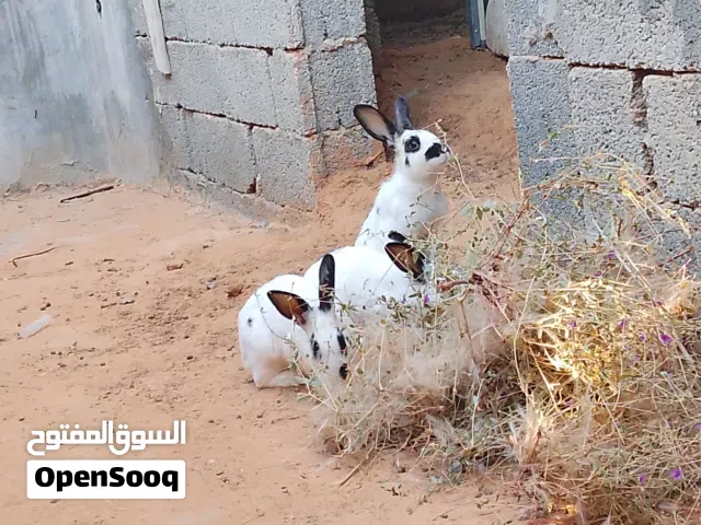 ارانب فراشة (الباندا)
